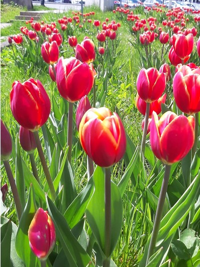  - Tulpenpracht im Nürnberger Land