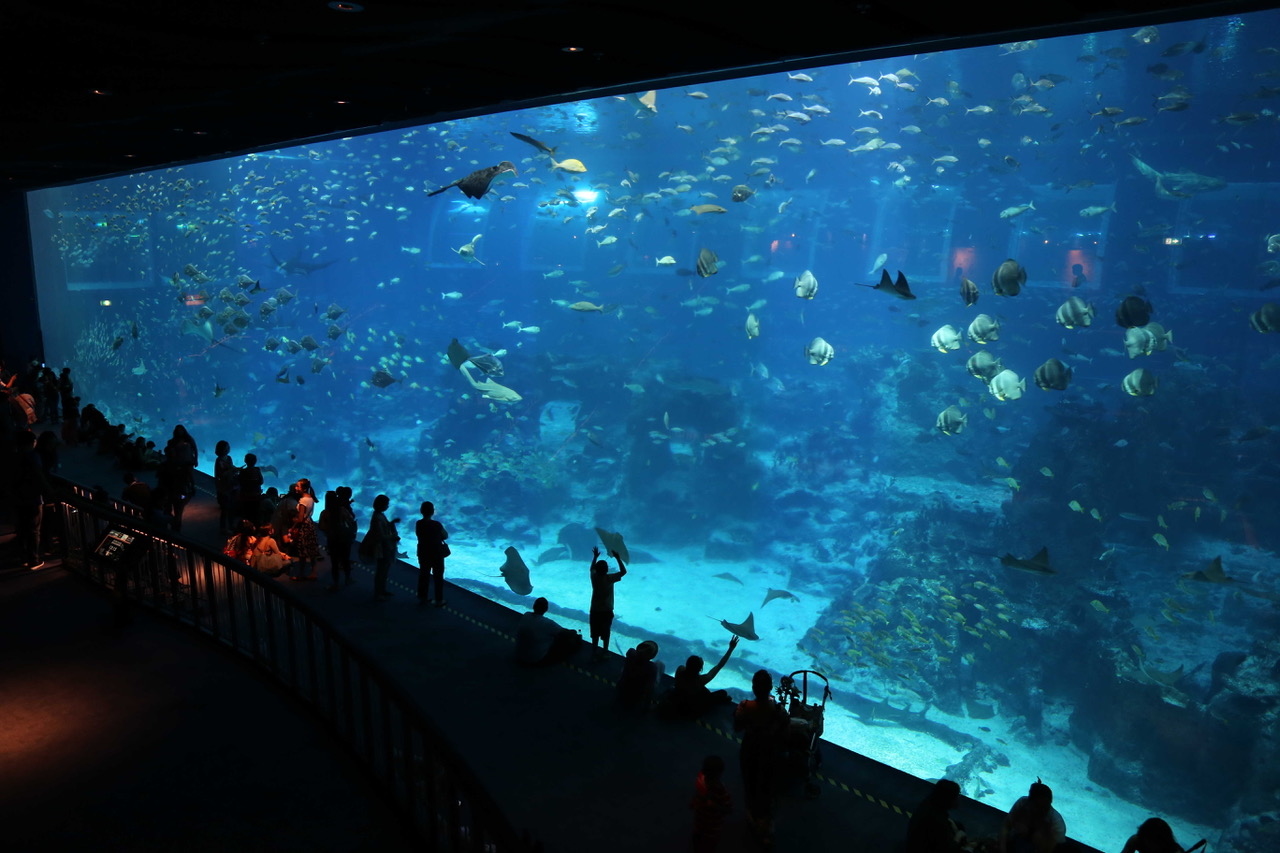 2023, SEA-Aquarium, singapur, aquarium