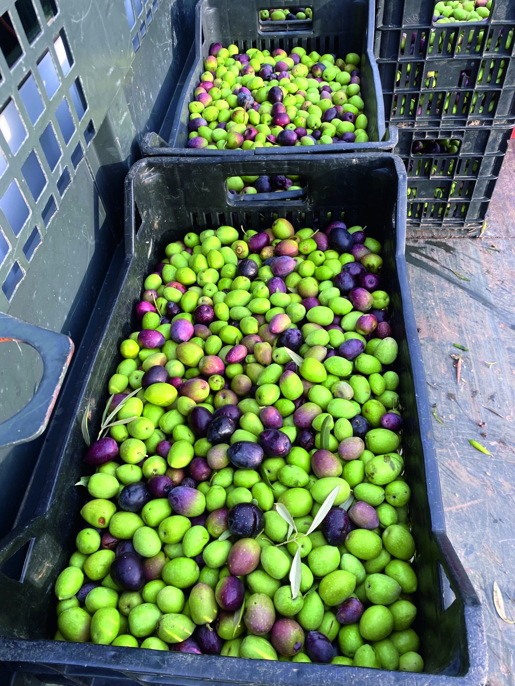 Frisch gepflückt, zu Öl verarbeitet und dank eines neuen Vertriebskonzepts schnell verkauft Frisch gepflückt, zu Öl verarbeitet und dank eines neuen Vertriebskonzepts schnell verkauft