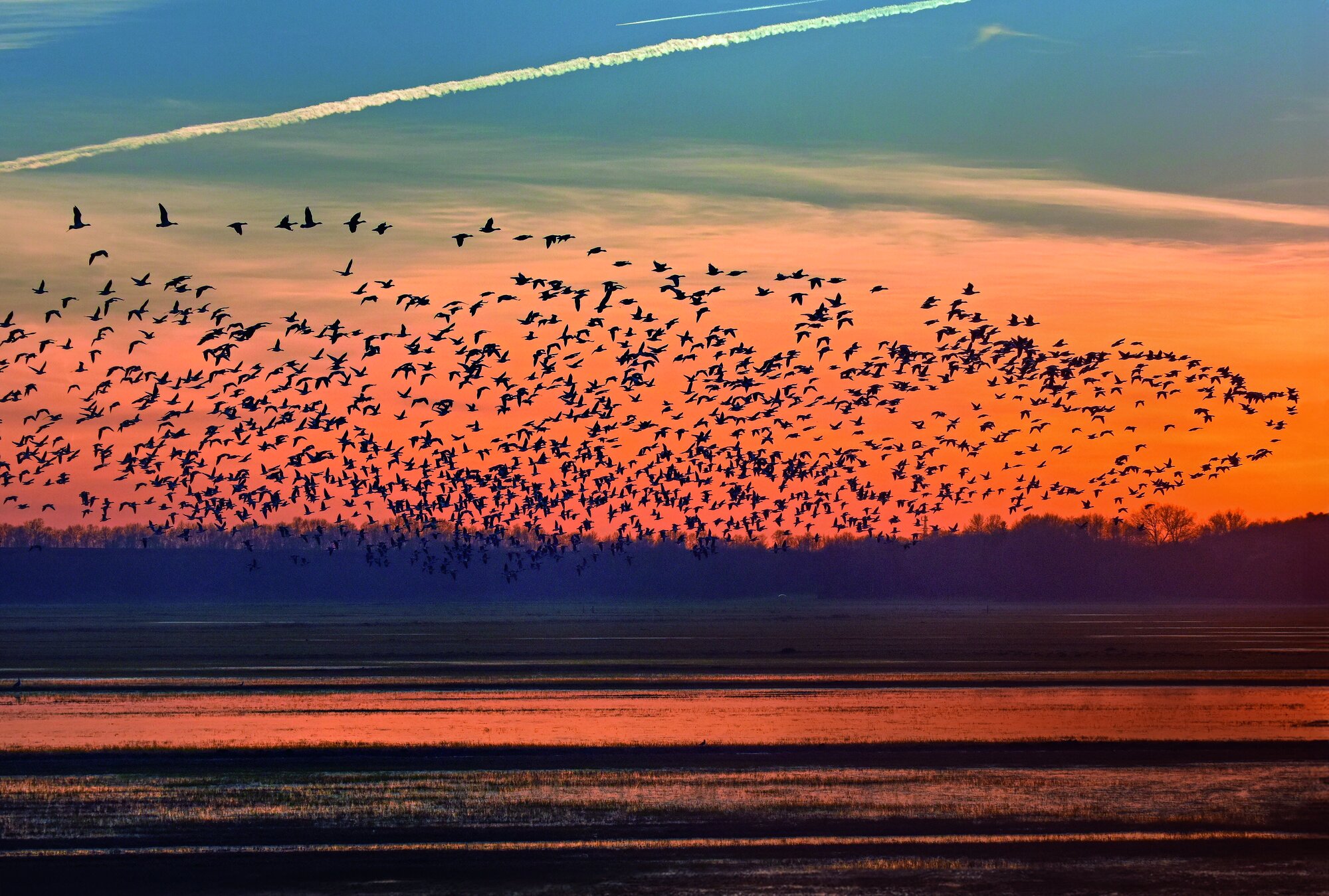 Wildgänseschwarm über dem Oldenburger Naturschutzgebiet Bornhorster Huntewiesen