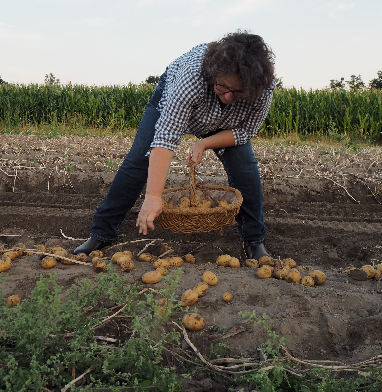 2020, kartoffeln, feld, ernte 