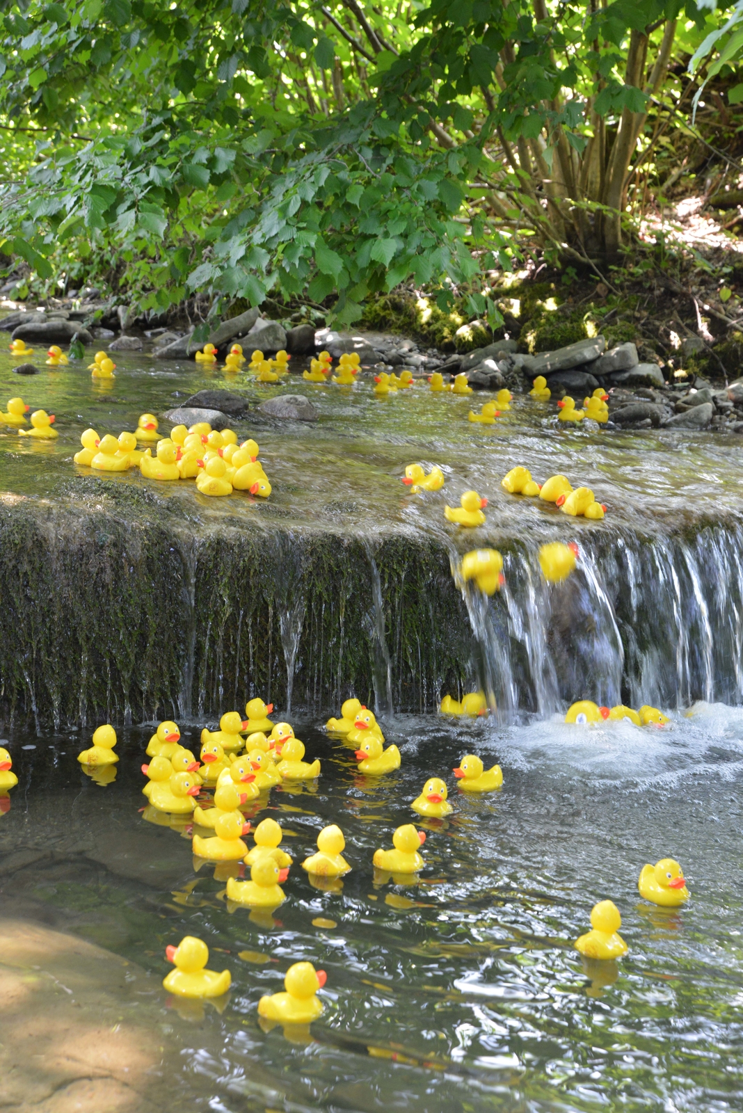 2023, entenrennen, tegernsee