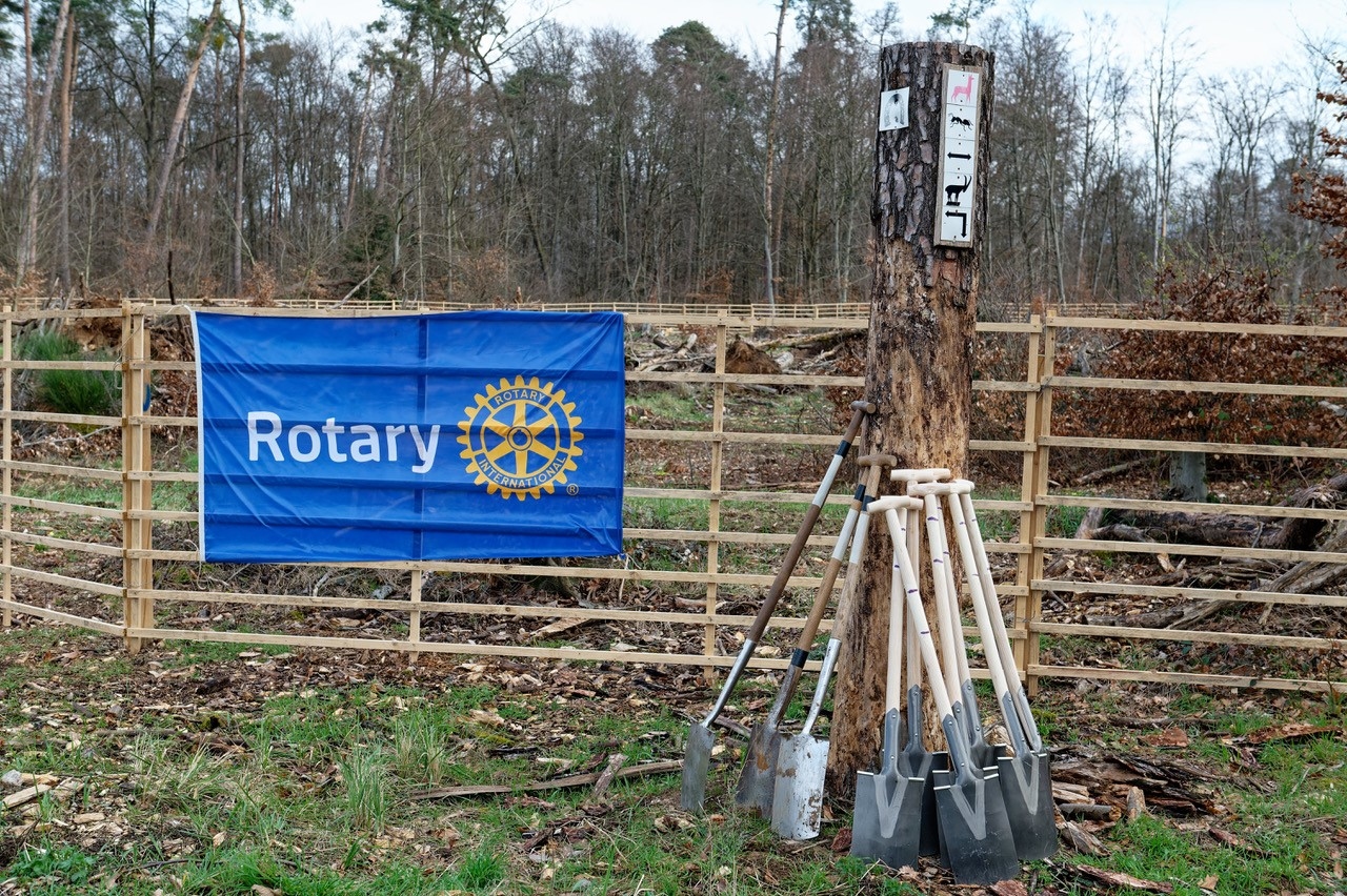 2024, frankfurt, baumpflanzen, bäume, wald