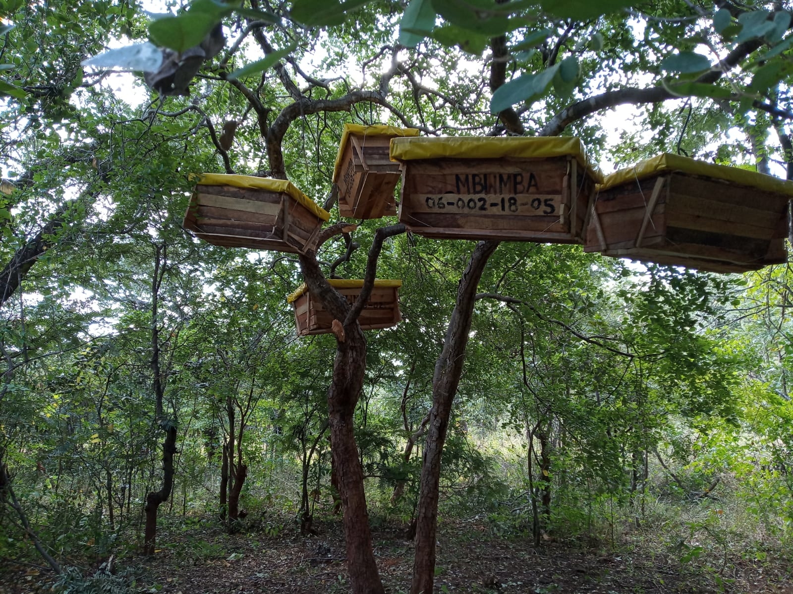 2023, bienenstöcke, sambia, d1850, nkwazi