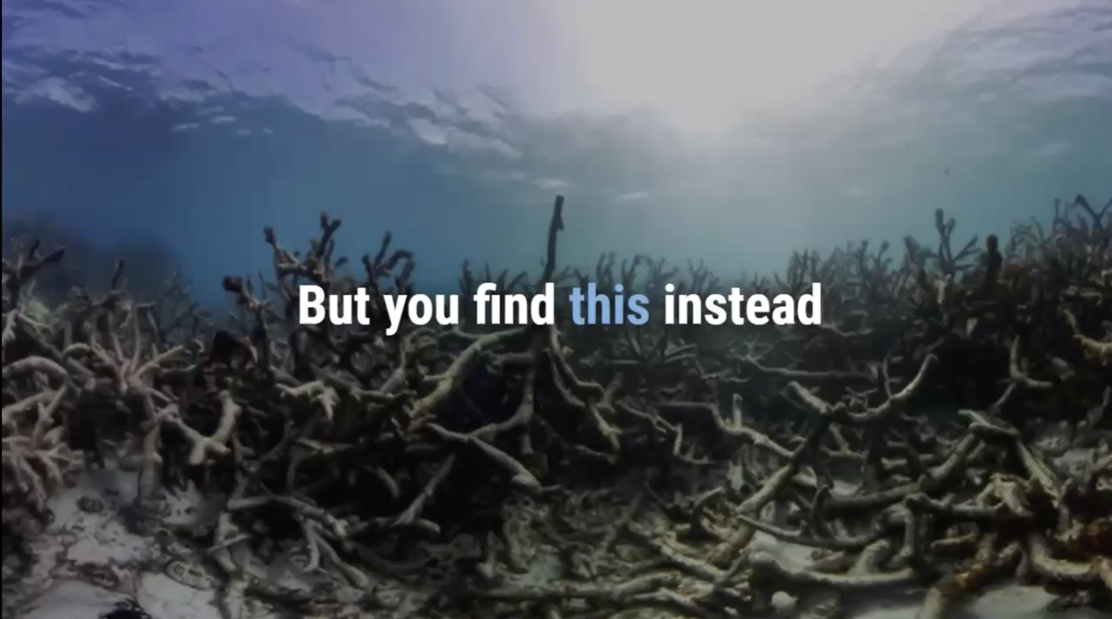 2023, kaputt, koralle, riff, riffschutz, livingseas, bali