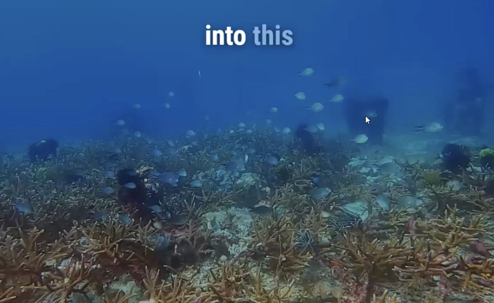 2023, koralle, riff, riffschutz, livingseas, bali