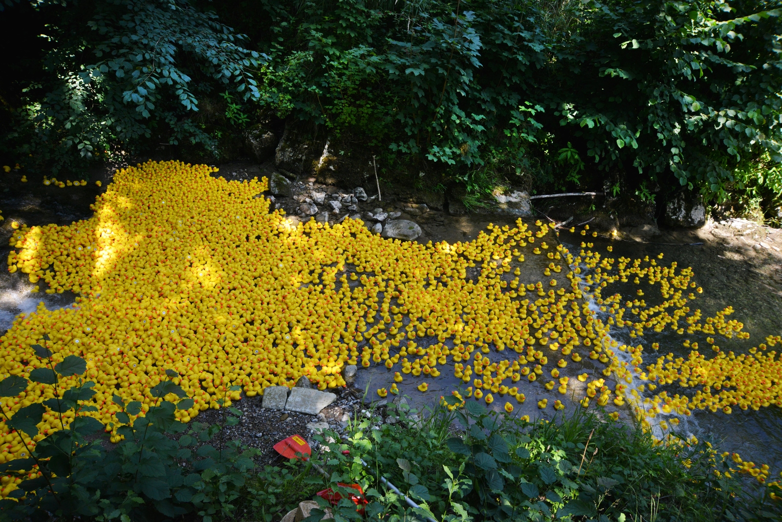 2023, entenrennen, tegernsee