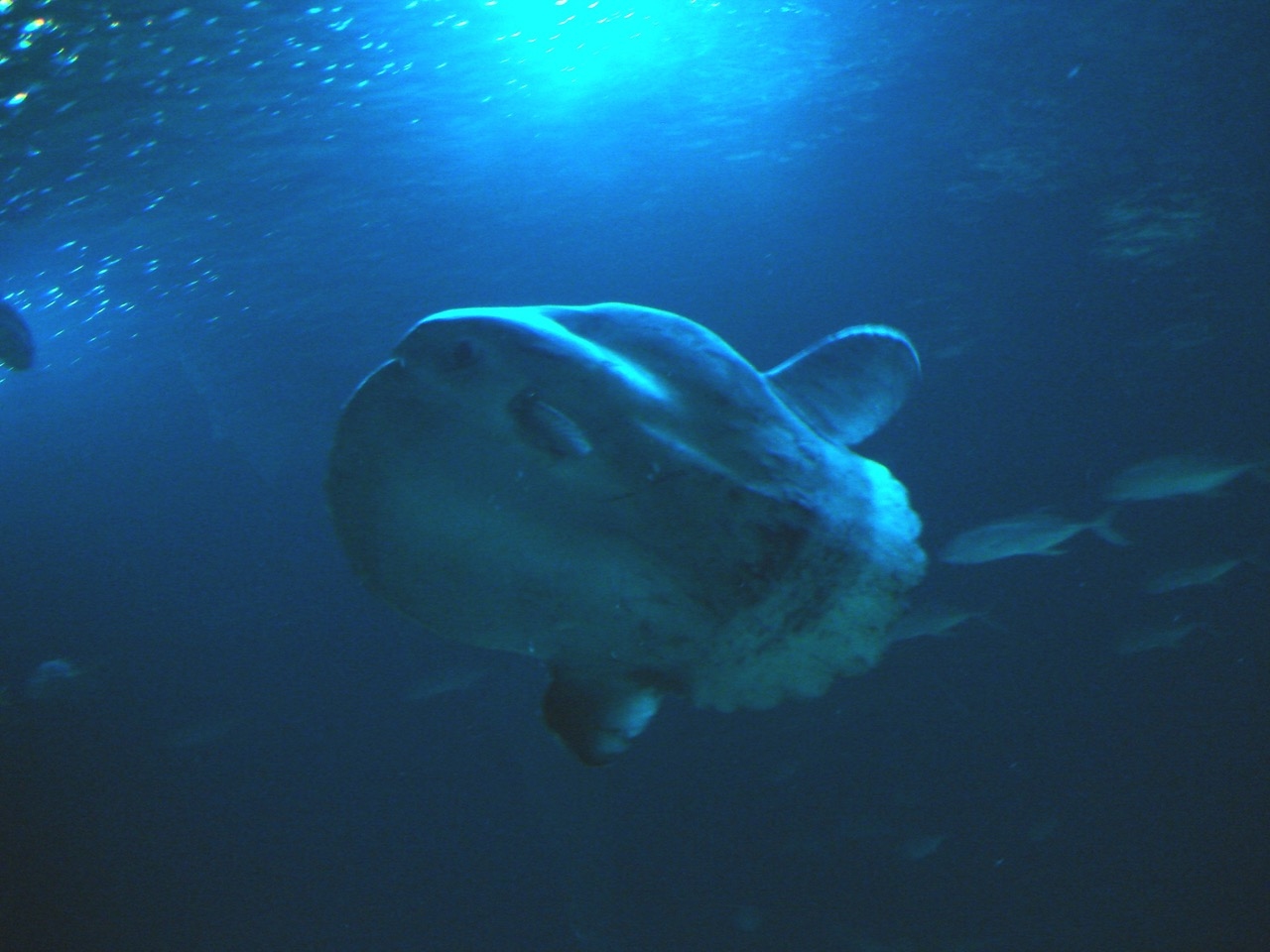 2023, mondfisch, valencia, aquarium, l'oceanografic, spanien