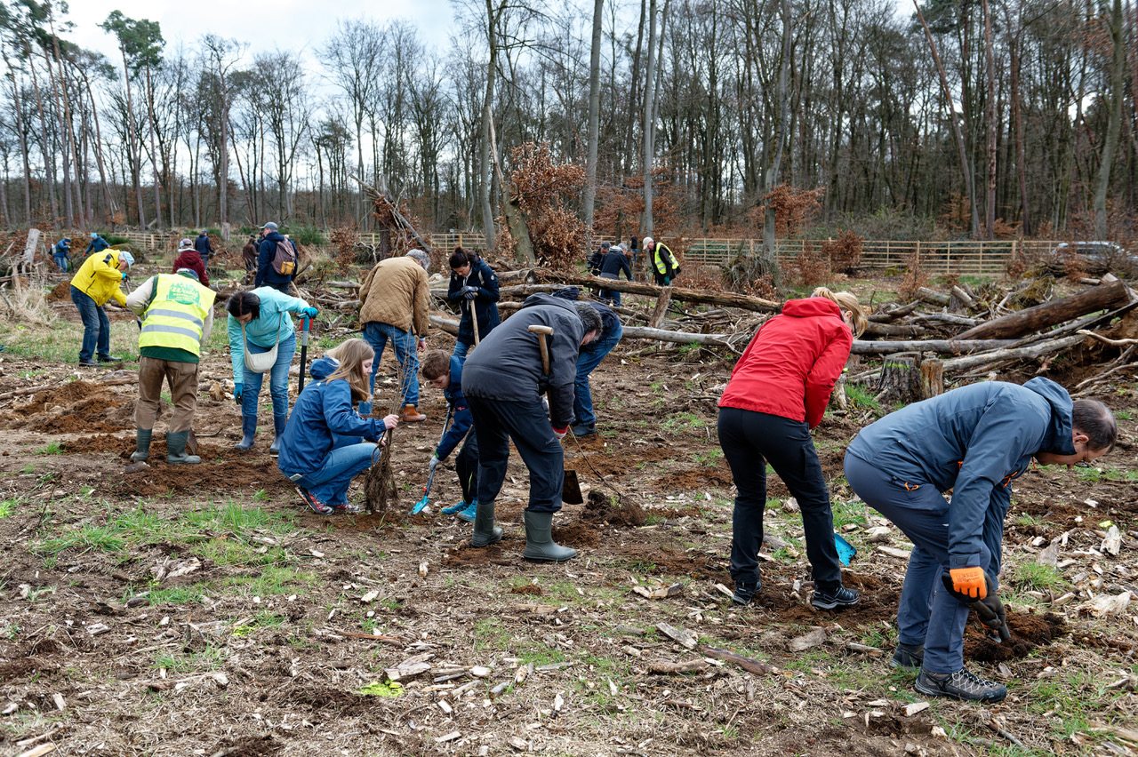 2024, frankfurt, baumpflanzen, bäume, wald
