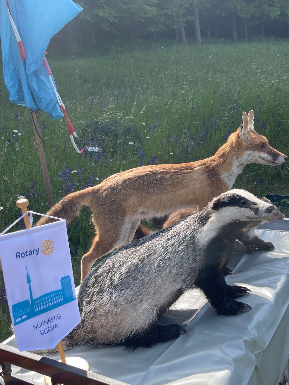 2025, rc nürnberg-sigena, fuchs, dachs, rehkitzrettung