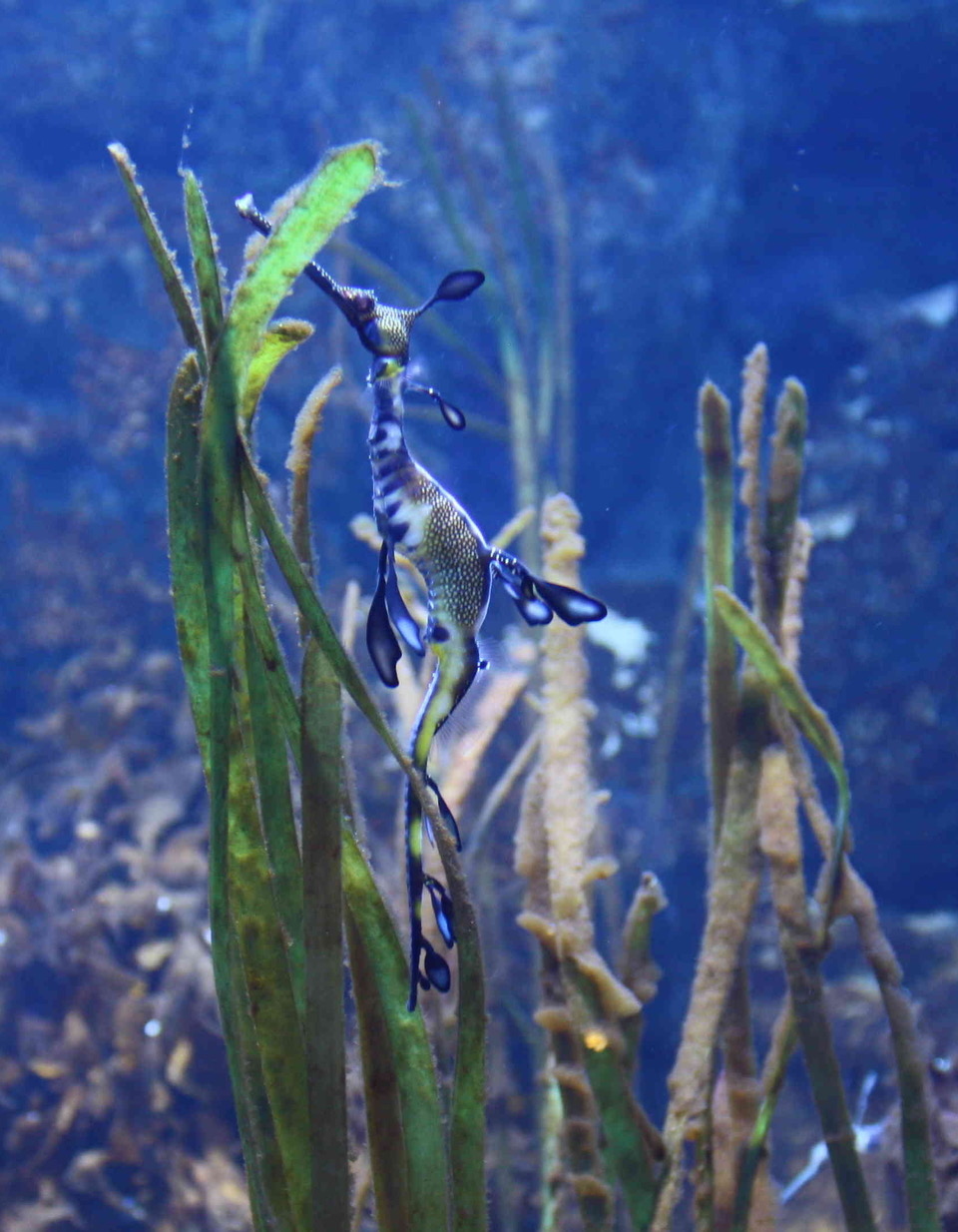 2023, seepferd, seedrachen, aquarium