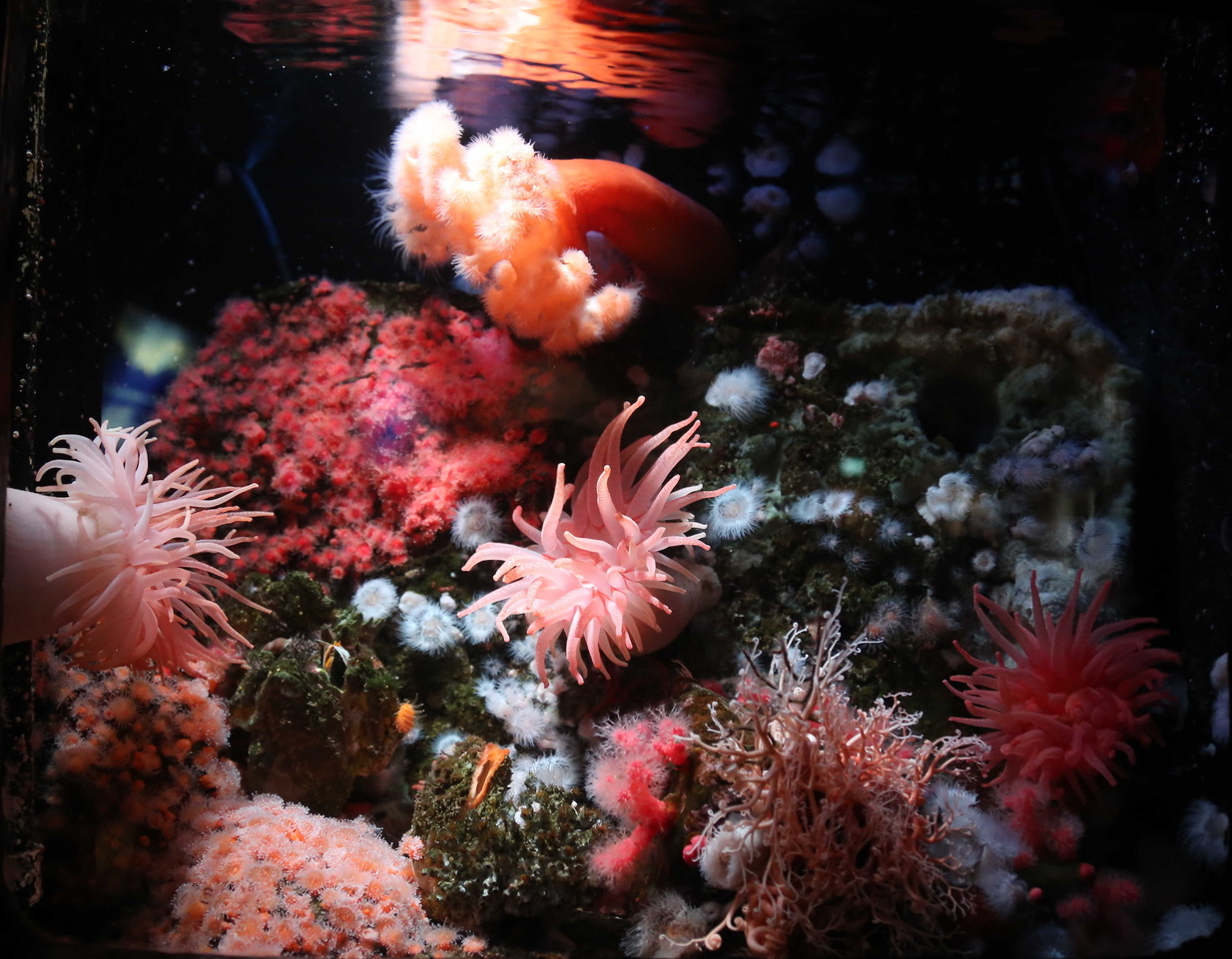 2023, see-anemonen, anemonen, vancouver aquarium, aquarium