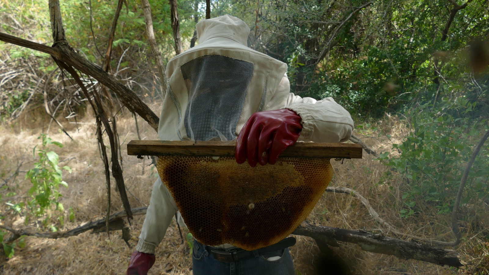 2023, bienenstöcke, sambia, d1850, nkwazi