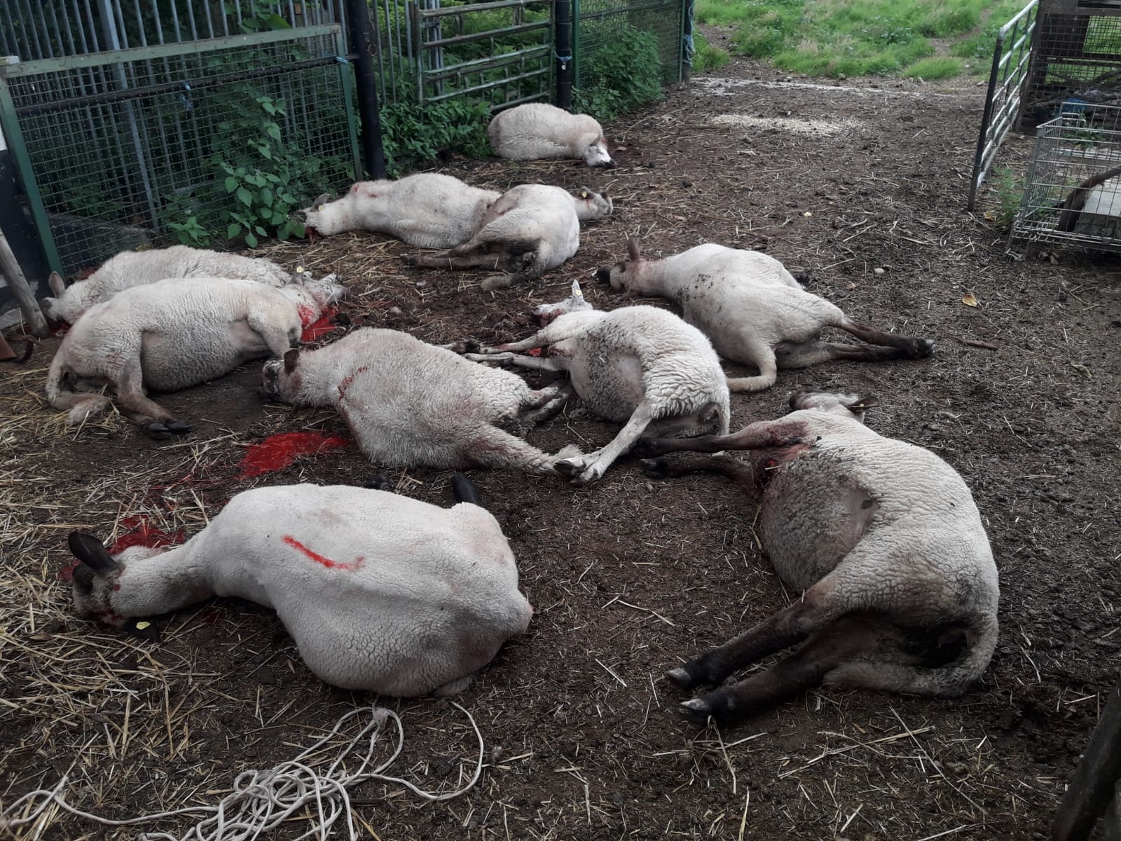 2023, christian lohmeyer, wolf, wölfe, riss, schafe, beute