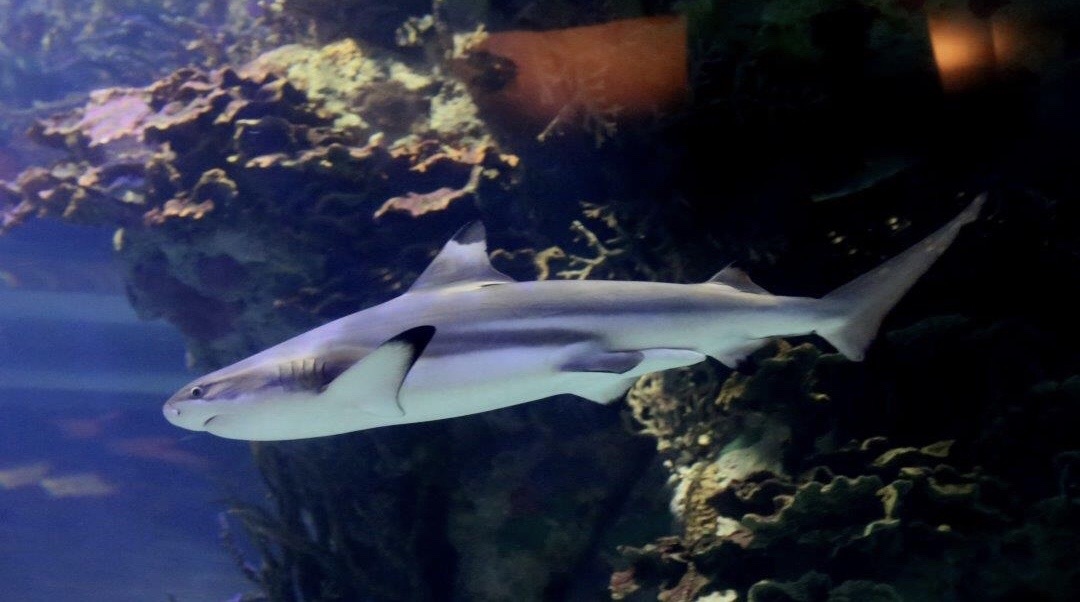 2023, blacktip, shark, schwarzspitzen-riffhai, hai, aqarium, burj al arab, dubai