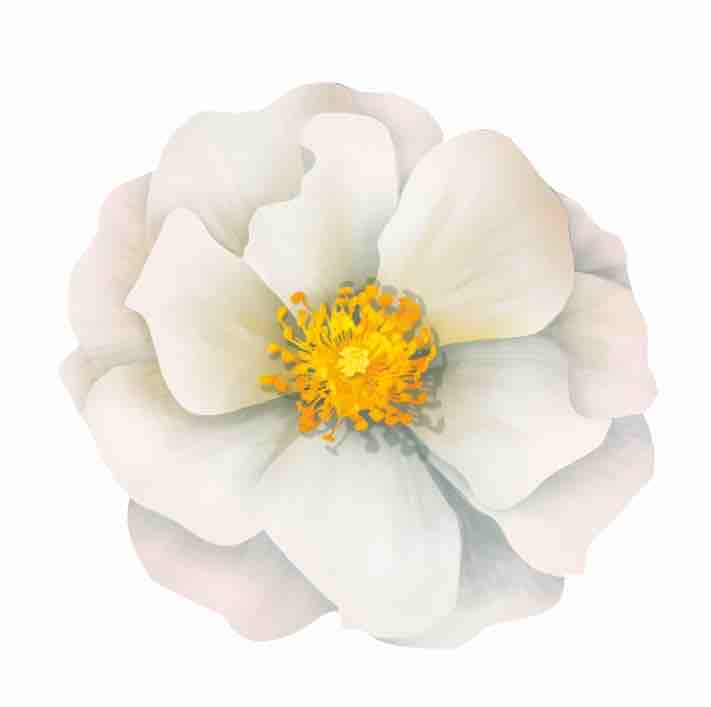 2022, titelthema, rosen, voigt