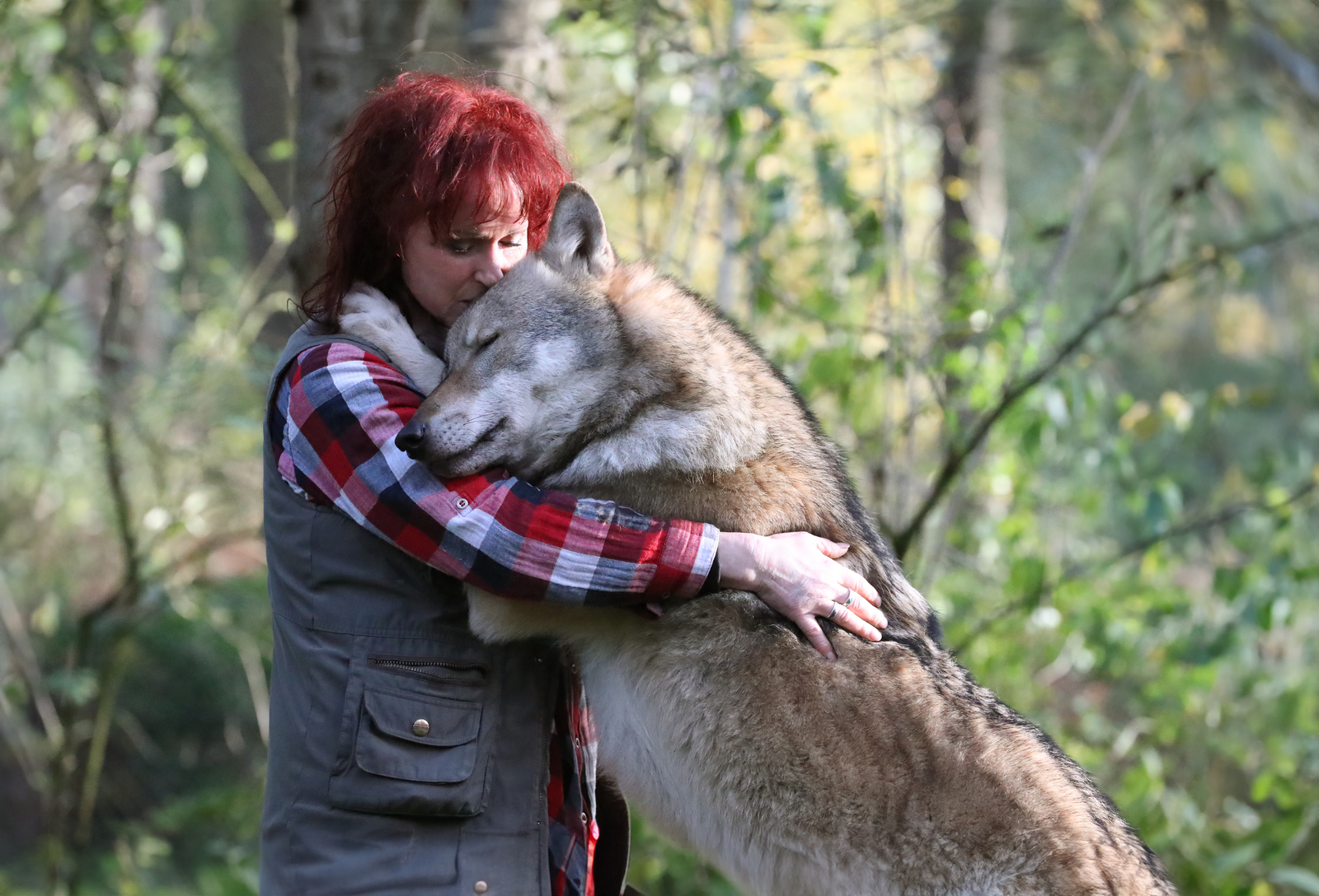 2023, tanja askani, wolf, wölfe, aufzucht