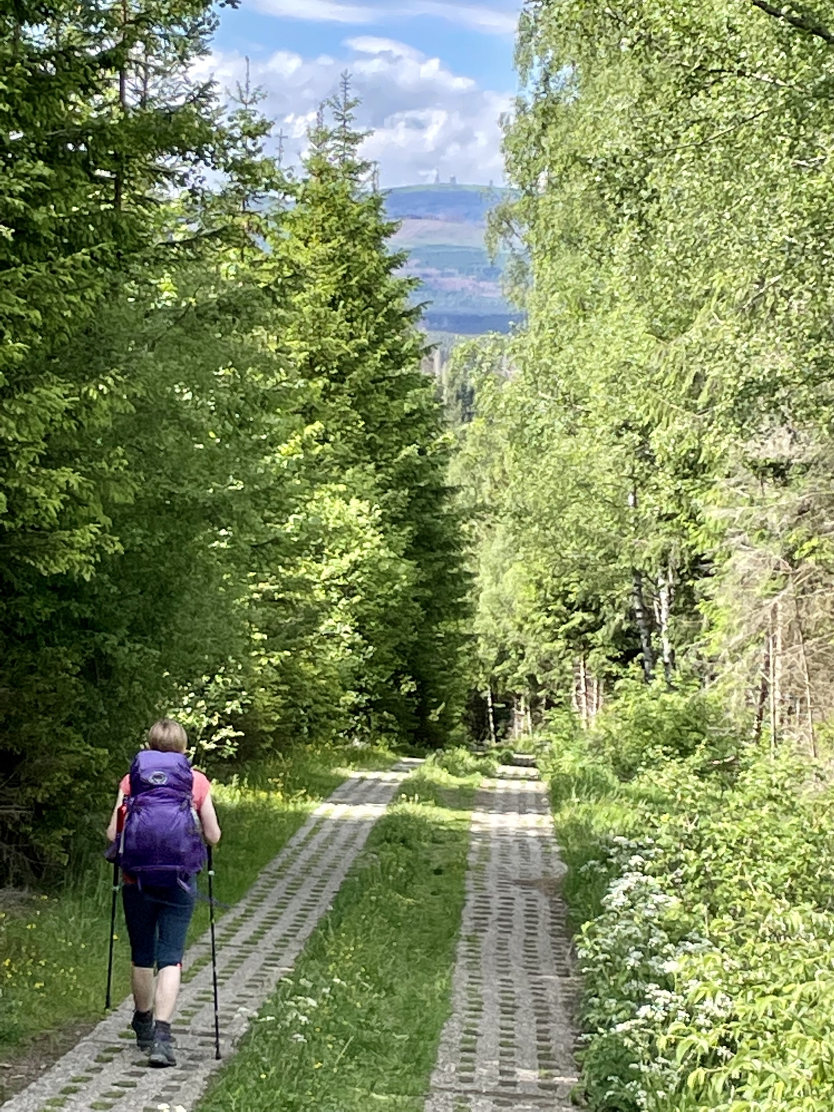 2023, d1950, grünes band