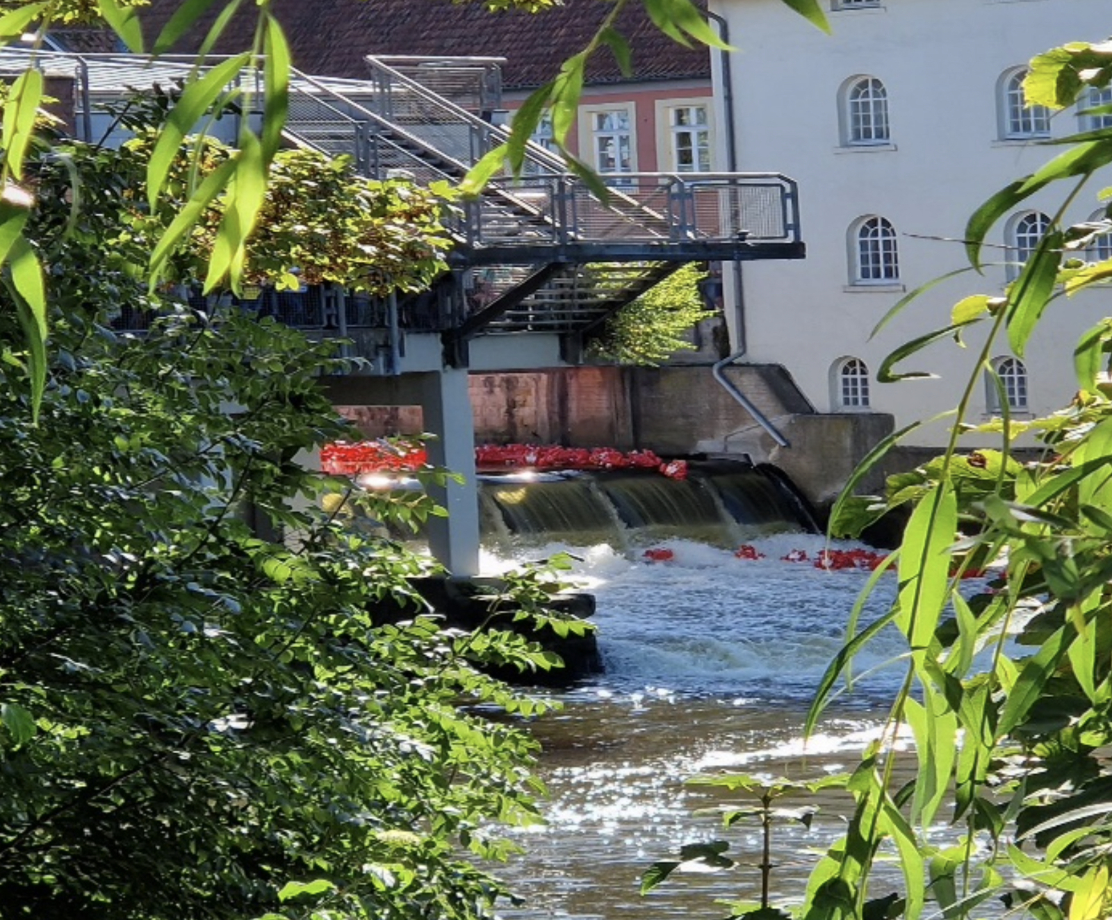 2023, 1500 frösche erobern die ems, d1870