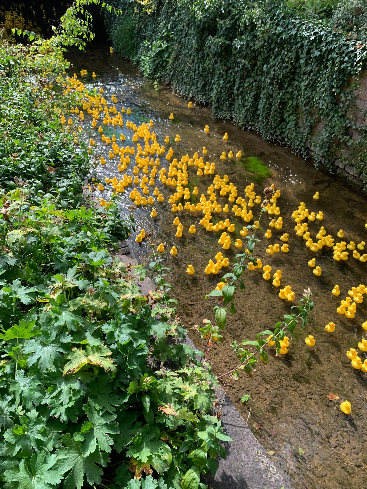 2024, entenrennen, bad wörishofen