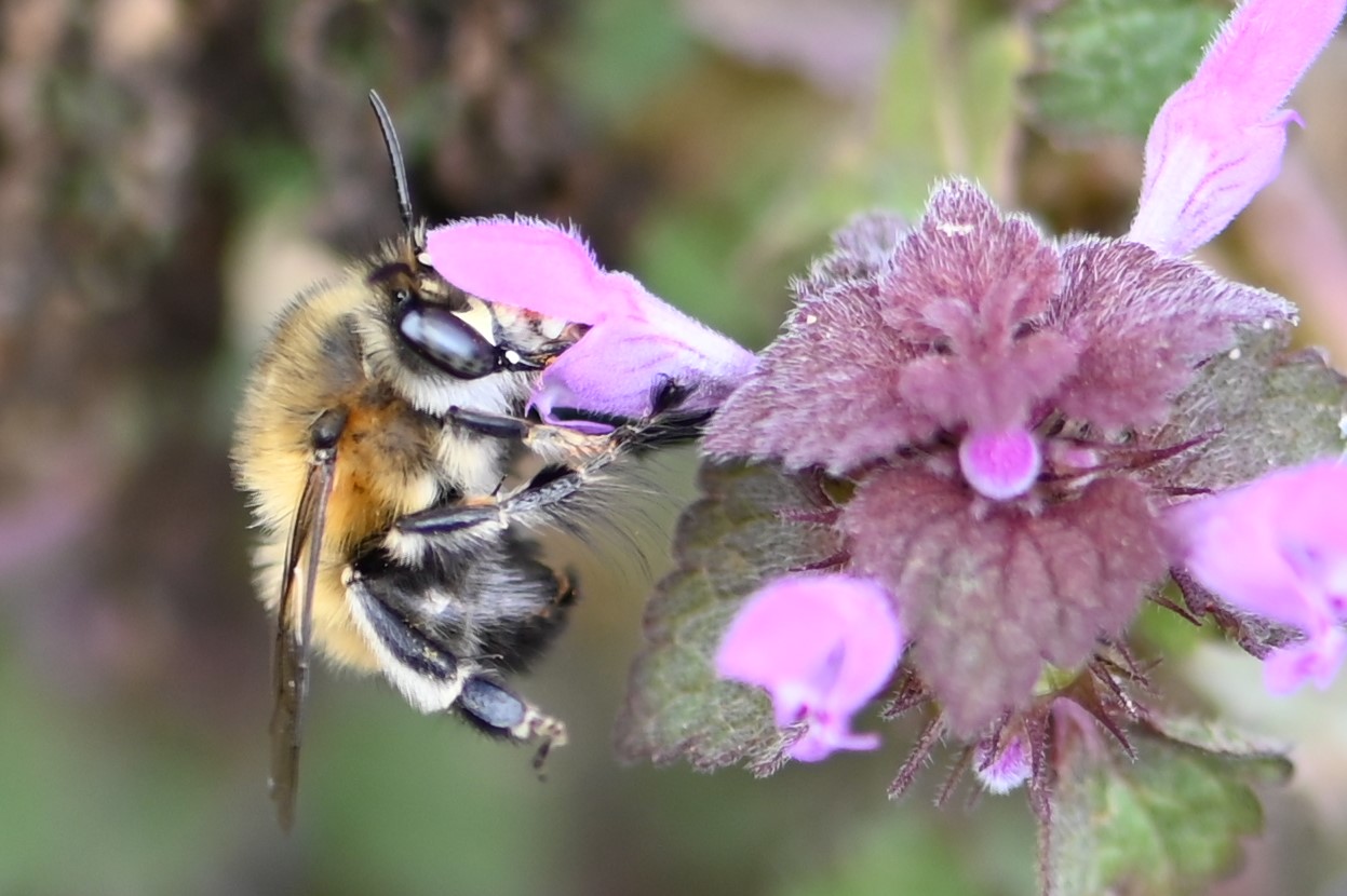 Modebewusstes Bienenmännchen -