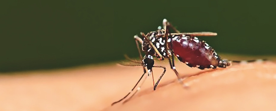 Australien - Das Malaria-Impfstoffprojekt