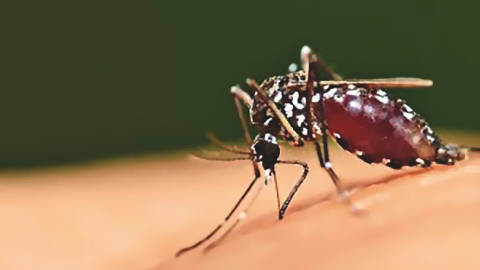 Das Malaria-Impfstoffprojekt