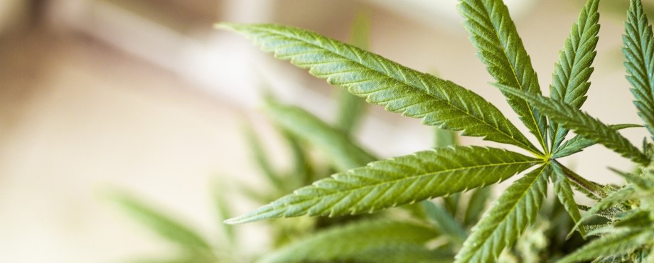 Hanf - Cannabis-Legalisierung: Reefer Madness 