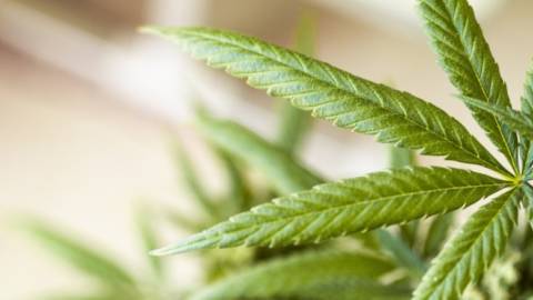 Cannabis-Legalisierung: Reefer Madness 