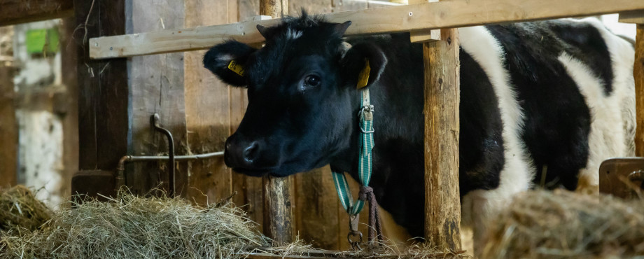 Kalb "Martha"' erhält Namen