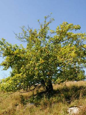 Die Aktion „Baum des Jahres“ kürt für 2013 den „Wild-Apfel“ und feiert damit 25. Jubiläum - Von Stiel-Eiche bis Holz-Apfel