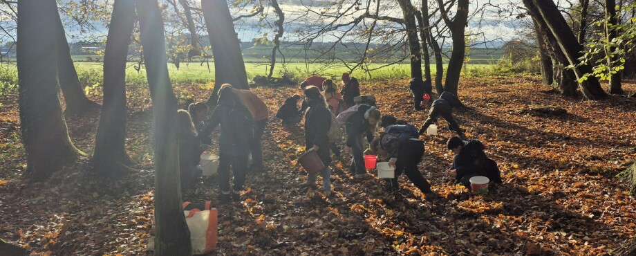 Stadtallendorf - Eicheln für den Klimaschutz