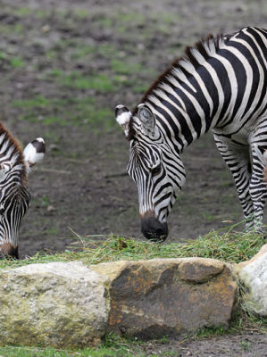 Gedanken über einen Beruf im Wandel - Zoo-Direktor – ein Traumjob?