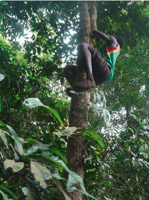 Die Urwald-Apotheke aus dem Kamerun - Grünes Gold