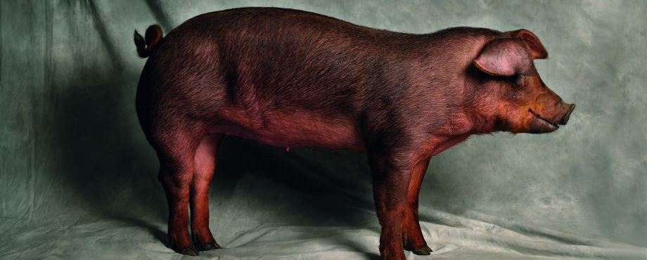 Tierhaltung - Die Sauerei in unseren Ställen