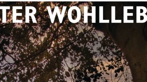 Peter Wohlleben: Das geheime Leben der Bäume