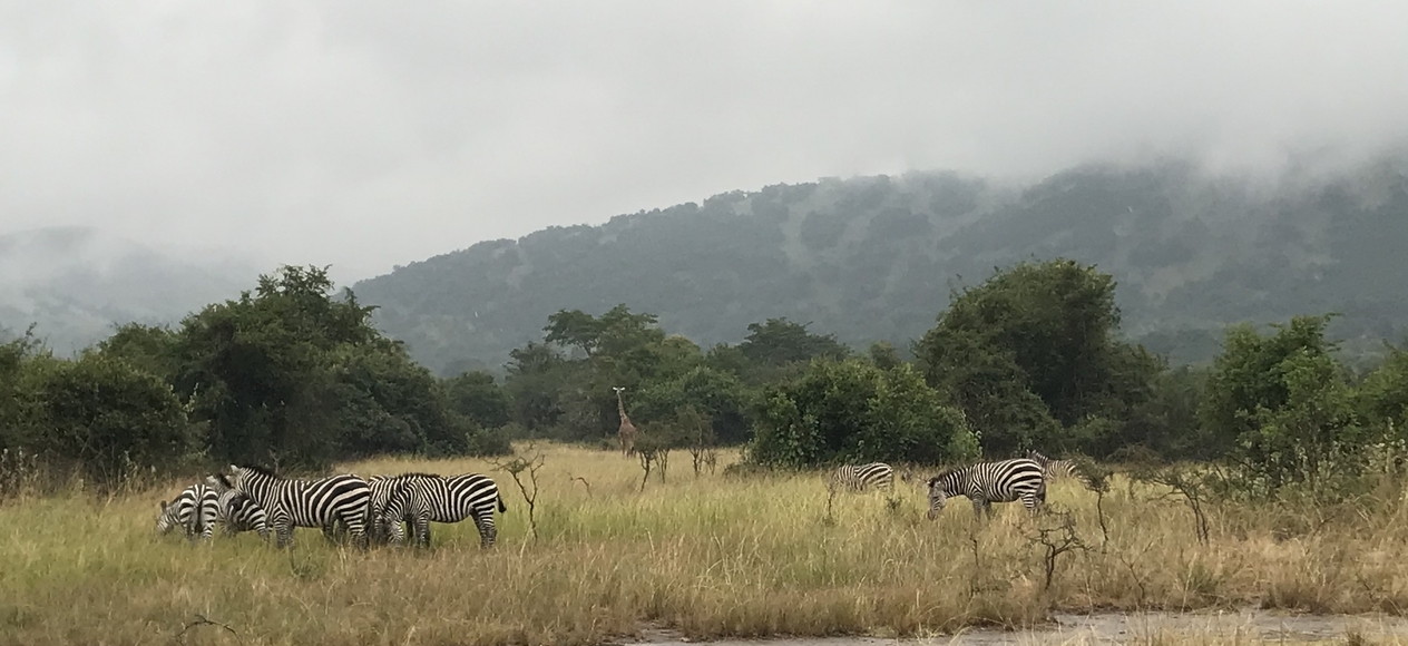 2023, ruanda, tiere, kagame, zebra, giraffe