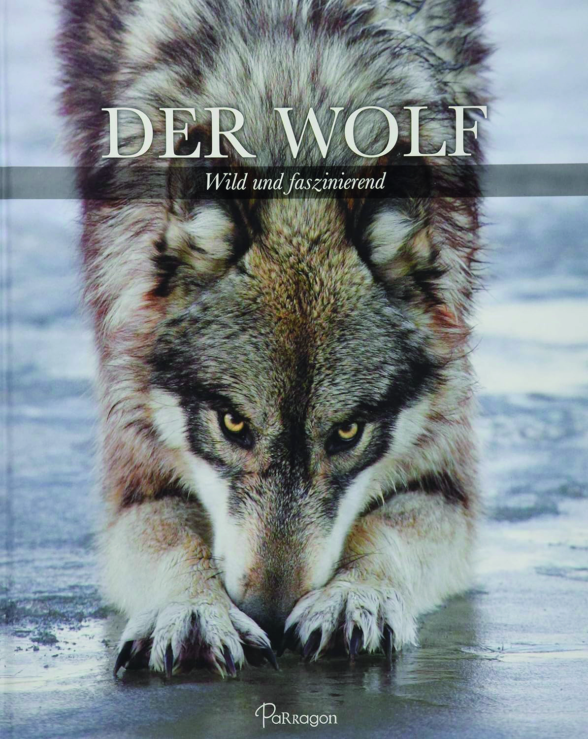 2024, titelthema, buchtipp, Shaun Ellis, Monty Sloan Der Wolf: Wild und faszinierend, Delphin Verlag