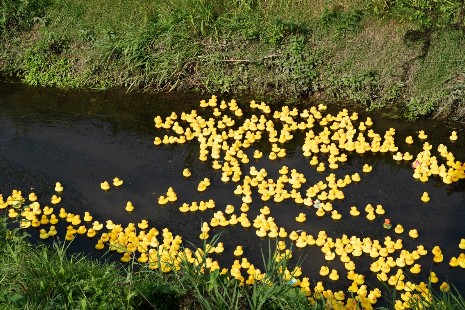 2025, kamen, entenrennen