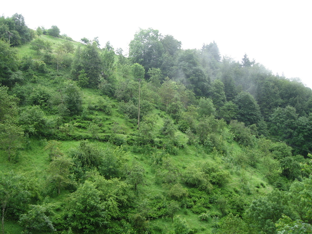 Bewaldete, für ein Schwarzwaldtal untypische, mit Sträuchern und jungen Bäumen bewachsene steile Weidefläche, deren landwirtschaftliche Nutzung aus wirtschaftlichen Gründen aufgegeben wurde.